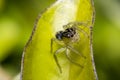 Tiny cute jumping spider on a leaf Royalty Free Stock Photo