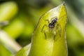 Tiny cute jumping spider on a leaf Royalty Free Stock Photo