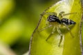 Tiny cute jumping spider on a leaf Royalty Free Stock Photo