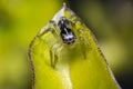 Tiny cute jumping spider on a leaf Royalty Free Stock Photo