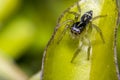 Tiny cute jumping spider on a leaf Royalty Free Stock Photo