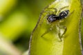 Tiny cute jumping spider on a leaf Royalty Free Stock Photo