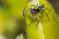 Tiny cute jumping spider on a leaf Royalty Free Stock Photo