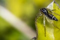 Tiny cute jumping spider on a leaf Royalty Free Stock Photo