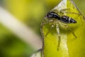 Tiny cute jumping spider on a leaf Royalty Free Stock Photo