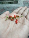 Tiny cute little berry on a palm of hand Royalty Free Stock Photo