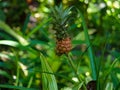 Small pineapple growing on plant in Hawaii Royalty Free Stock Photo