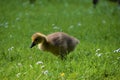 Cute baby Canada goose in park