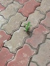 A Tiny Cute Plant On The Street