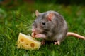 Tiny cute rat portrayed with cheese in adorable setting Royalty Free Stock Photo