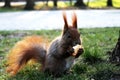 Tiny cute squirel