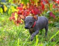 Tiny cute Xoloitzcuintle puppy Mexican Hairless Dog close-up walking in beautiful garden