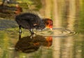 Cute tiny young coot duckling in spring