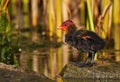 Cute tiny young coot duckling in spring