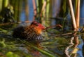 Cute tiny young coot duckling in spring