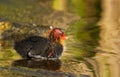 Cute tiny young coot duckling in spring