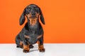 Tiny dachshund dog with big ears sits , faithfully looks up Thoroughbred puppy