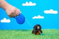 Tiny dachshund soft toy on leash roulette walks on green grass of artificial lawn, blue background with fake clouds