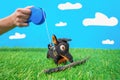 Tiny dachshund soft toy on leash roulette walks and plays with wooden stick on green grass of artificial lawn, blue