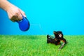 Tiny dachshund soft toy on leash roulette walks and plays with wooden stick on green grass of artificial lawn, blue