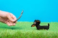 Tiny dachshund soft toy walks and plays with wooden stick with the owner on green grass of artificial lawn, blue