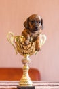 Tiny dachshund winner pup in a huge prize cup