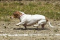 Tiny Dachsund tries hard in the race. Royalty Free Stock Photo