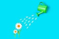 Tiny Daisies and a Toy Watering Can Flat Lay Royalty Free Stock Photo