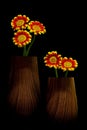 Tiny daisy flowers in brown vases on black background Royalty Free Stock Photo