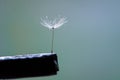 A Tiny Dandelion Pappus in a Clamp