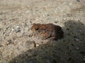 Tiny Danish frog