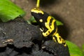 tiny dart frogs, Yelow-Banded Pison frog, Dendrobates leucomelas