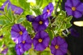 Tiny deep purple flowers in the garden with green leaves with white trim Royalty Free Stock Photo