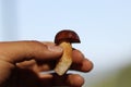 Tiny and delicious sweetness mushroom Imleria badia in manÃÂ´s hand. Mushroom picker boasting of his finding in Beskydy mountains,