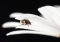 Small carpet beetle on a white flower petal