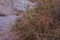 Tiny desert flowers, selective focus, purposely blurred