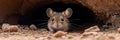 A tiny desert mouse peeks from a hidden burrow.