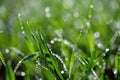 Tiny dew drops on fresh spring grass Royalty Free Stock Photo