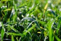 Tiny dew water drops on fresh grass Royalty Free Stock Photo
