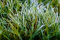 Dewdrops on the blades of grass on summer morning