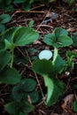 Tiny Discarded Eastern Bluebird Egg