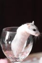 Tiny Djungarian hamster in a transparent glass