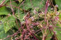 Tiny dodder or devil`s sewing thread Cuscuta epithymum Royalty Free Stock Photo