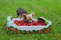 Tiny dog with a box of strawberries