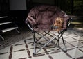 Tiny dog in a chair at a campsite