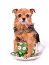 Tiny dog hiding in tea cup Royalty Free Stock Photo