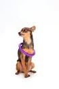Tiny dog with hoola hoop on neck.