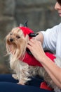 Tiny Dog Wears Devil Costume For Halloween Royalty Free Stock Photo