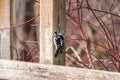 Tiny downy woodpecker pecking at a wooden fence post in natural