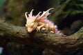 tiny dragon sleeping on a tree branch